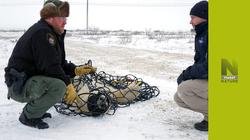 Арктичні ветерани S1E9 - Пододерматит