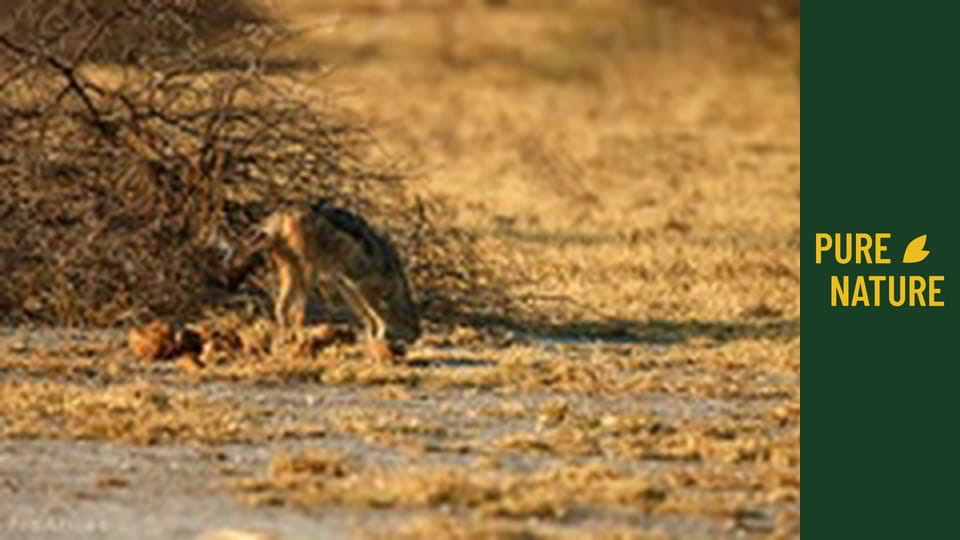 African wildlife: Jackals and Hyenas, Africa's Predators