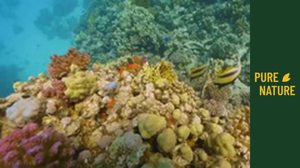 Under Red Sea: Incredible Underwater World
