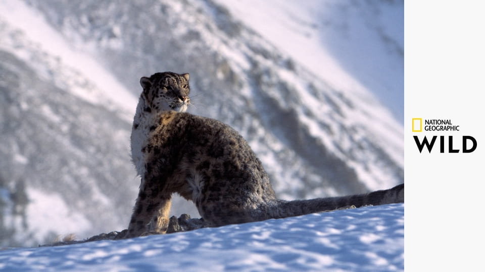 Снежный барс Афганистана