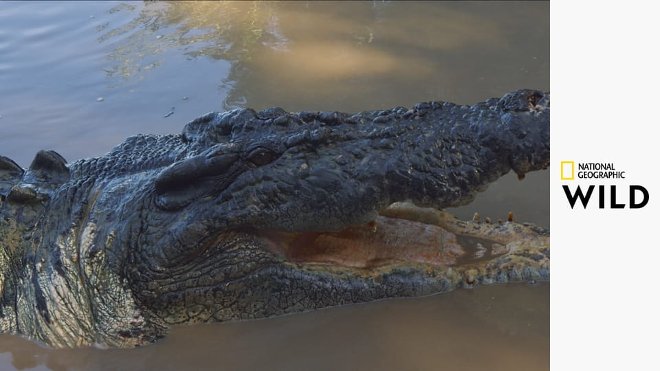 Австралийский крокодил: чемпион выживания