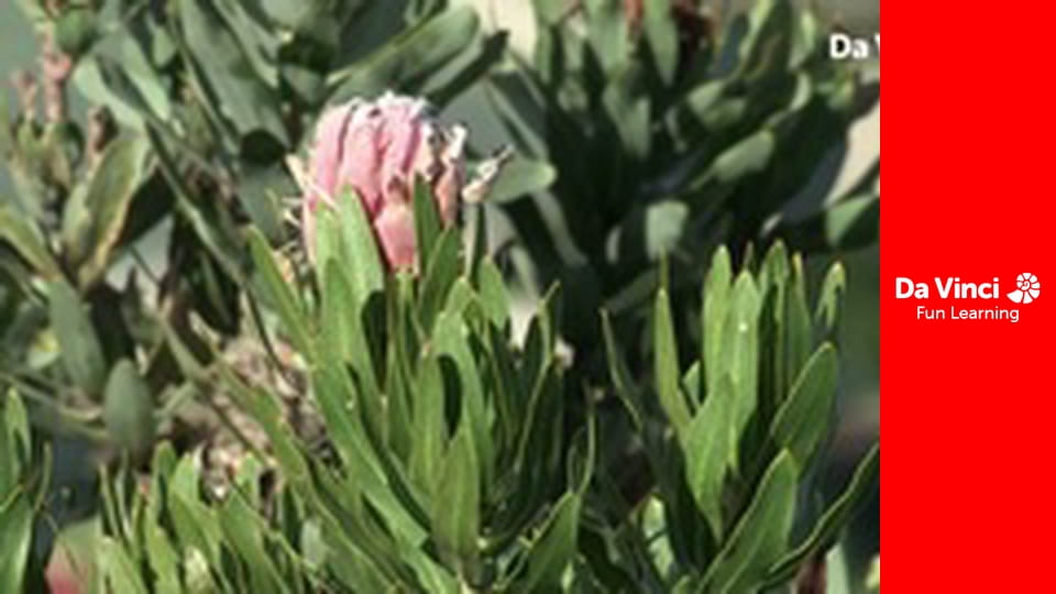 Siyaya - Come Wild With Us - Cliffhanger