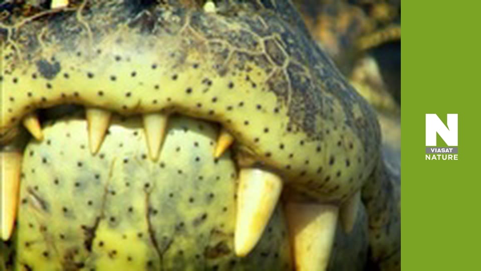 Дика Латинська Америка - Пантанал