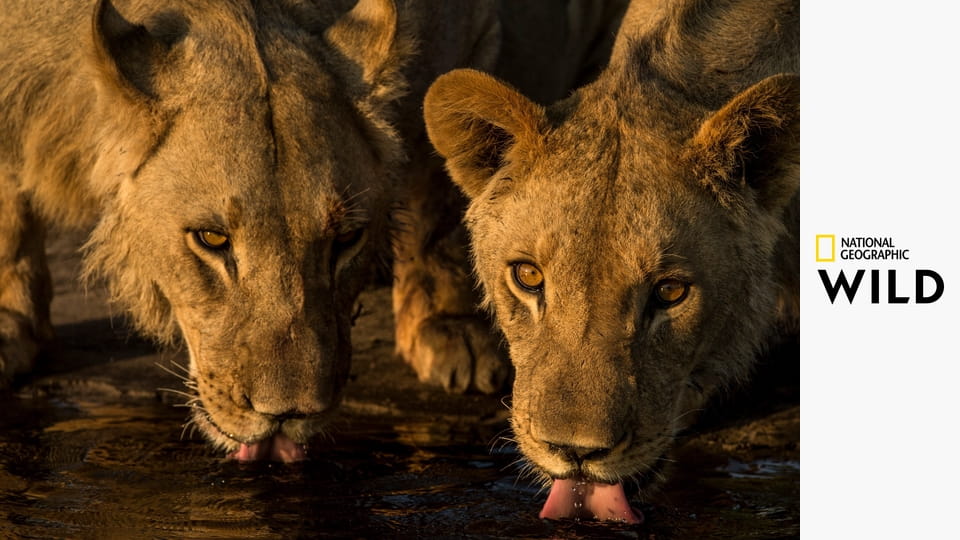 Рождение прайда