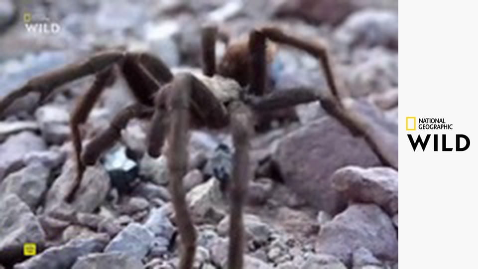 Něco mě kouslo! S1E7 - Pach smrti