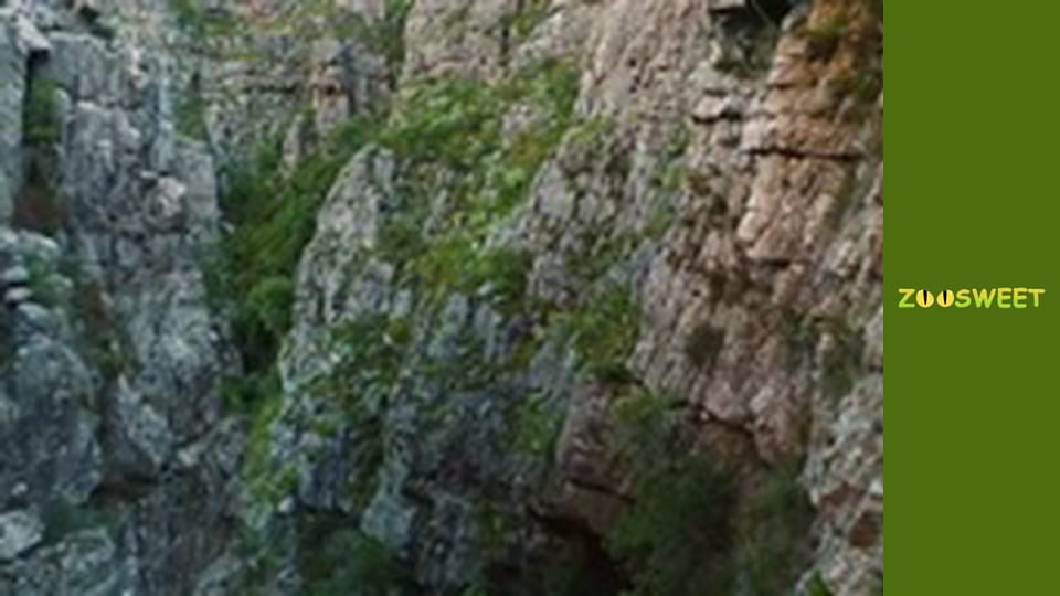 Сіяйа, Сезон 2, Випуск 7