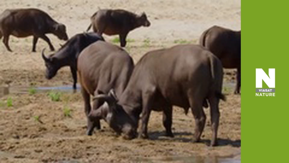 Massive Africa - MalaMala