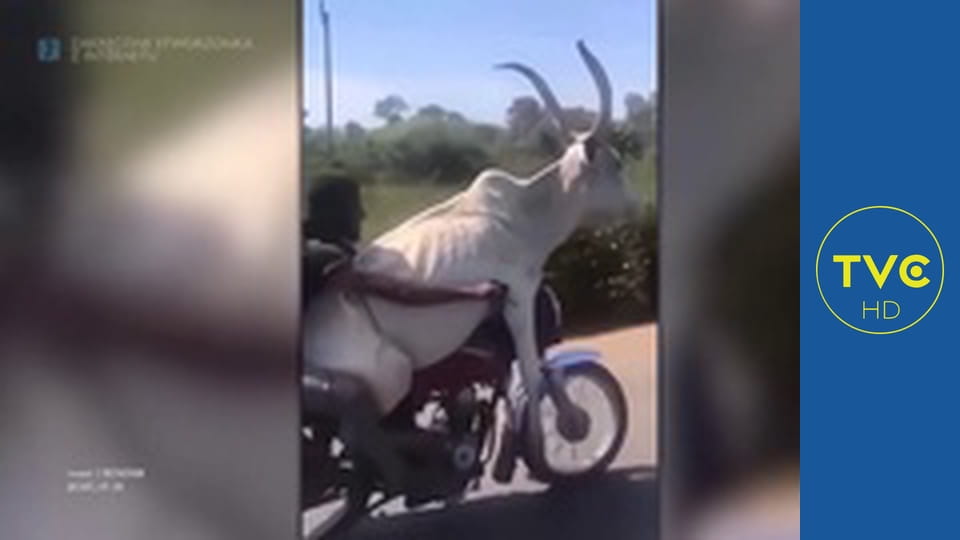 Zakręcone stworzonka z Internetu S2E13