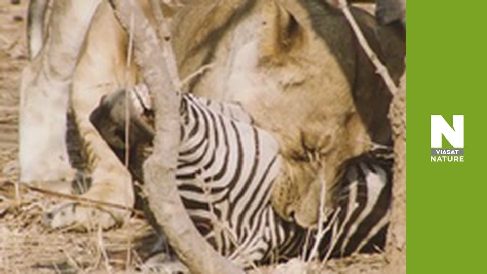 Hot Life: Africa - The Lion's Driest Savannah