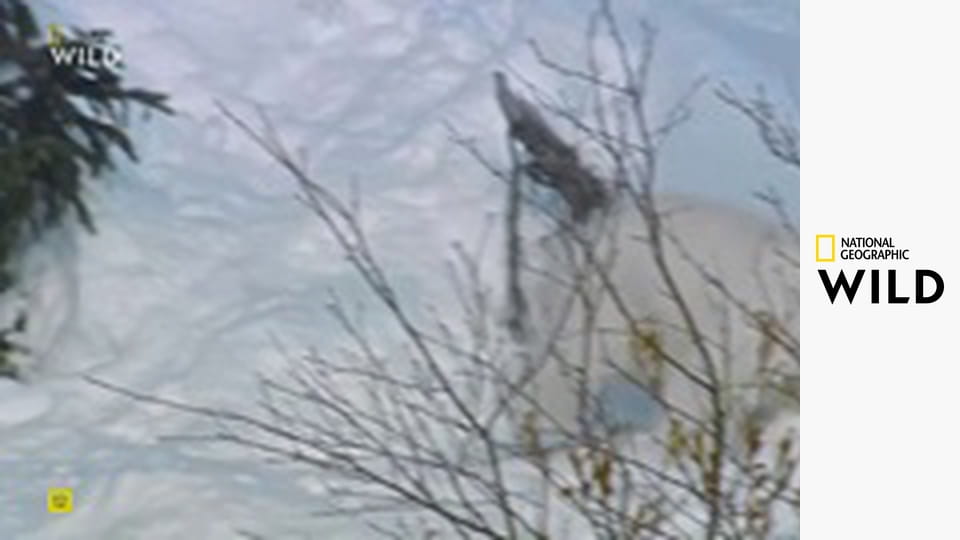 Predátor vs. kořist S2E1 - Lední medvěd