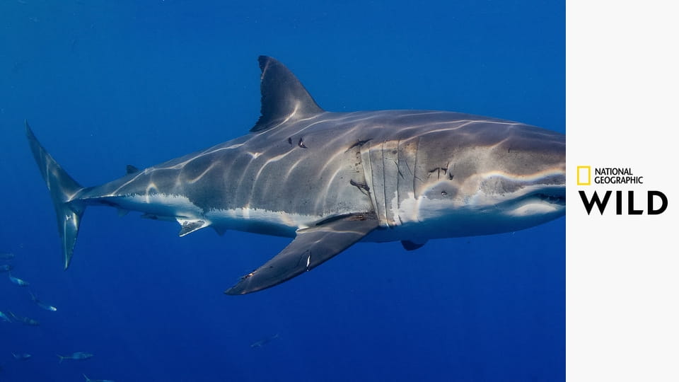 Акулы: белая против тигровой