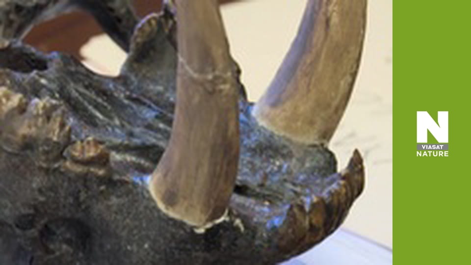 Lost Beasts: Unearthed - Secrets of the Sabre-Toothed Tiger