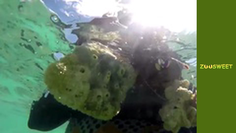 Моі улюбленці - серія 12