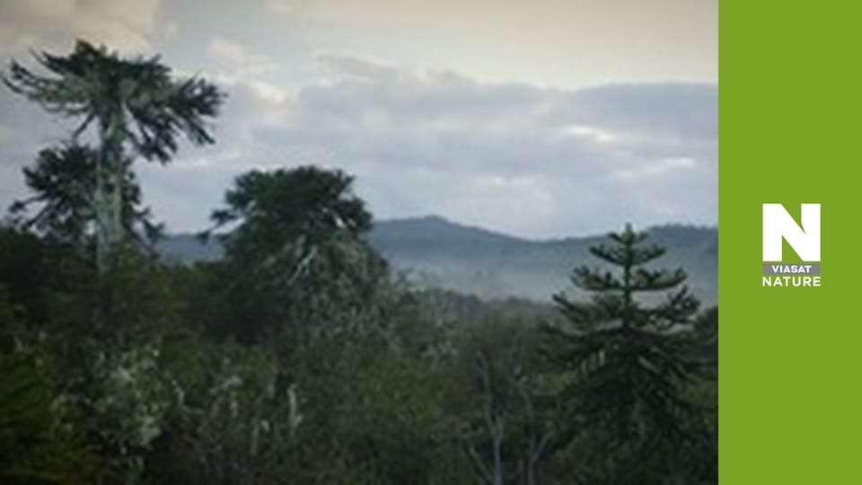 Витоки життя - Останній бій