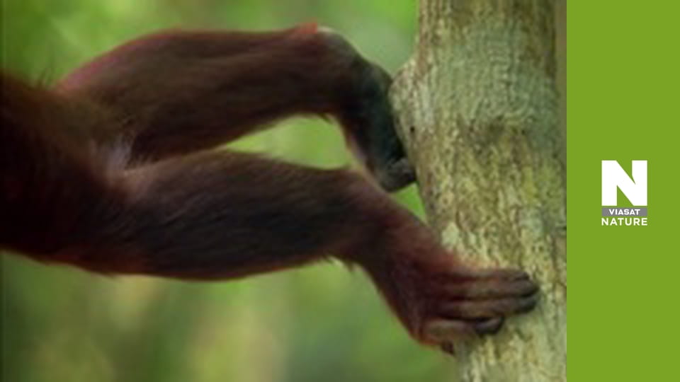 Дикая Латинская Америка - Патагония