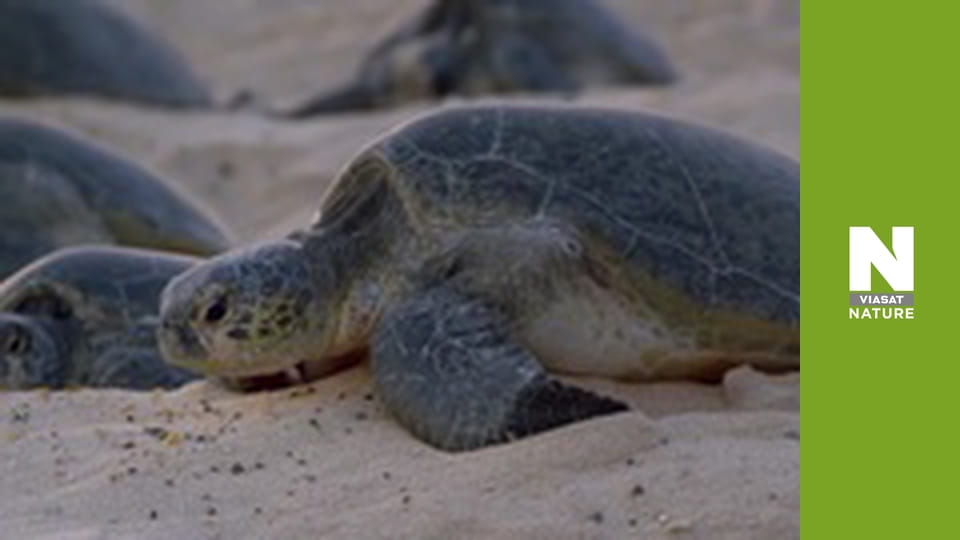 Планета Великий Барʼєрний риф - Рятувальники черепах на острові Рейн