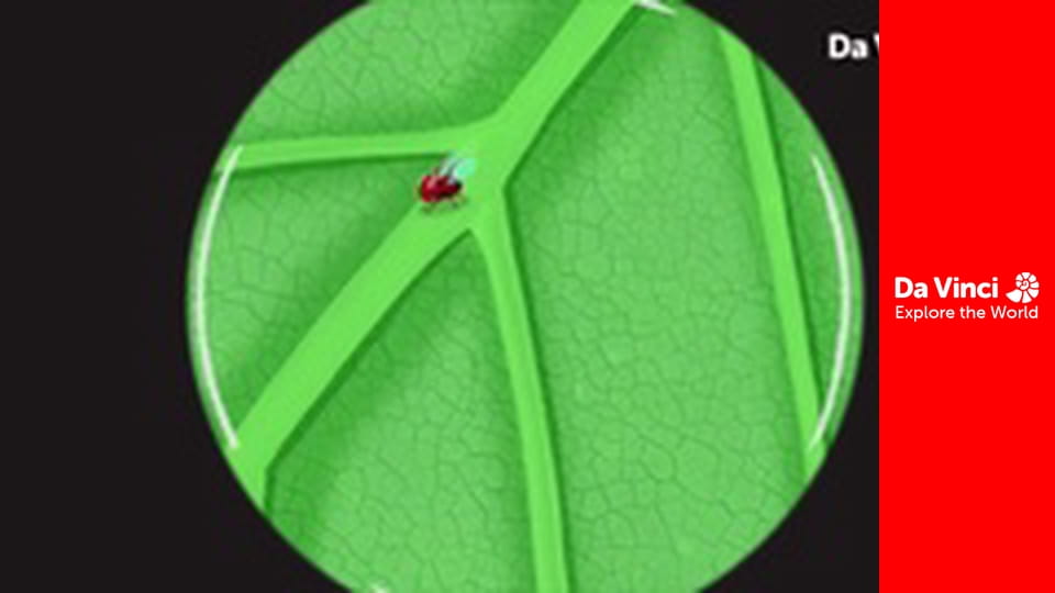 Addison - A titkos hódoló rejtélye