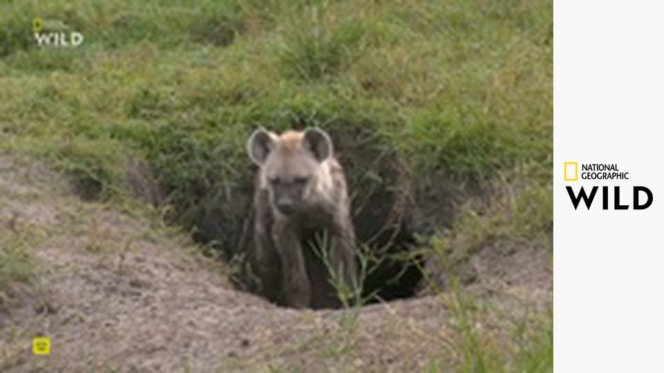 Linie predátorů S1E4 - Klan hyen