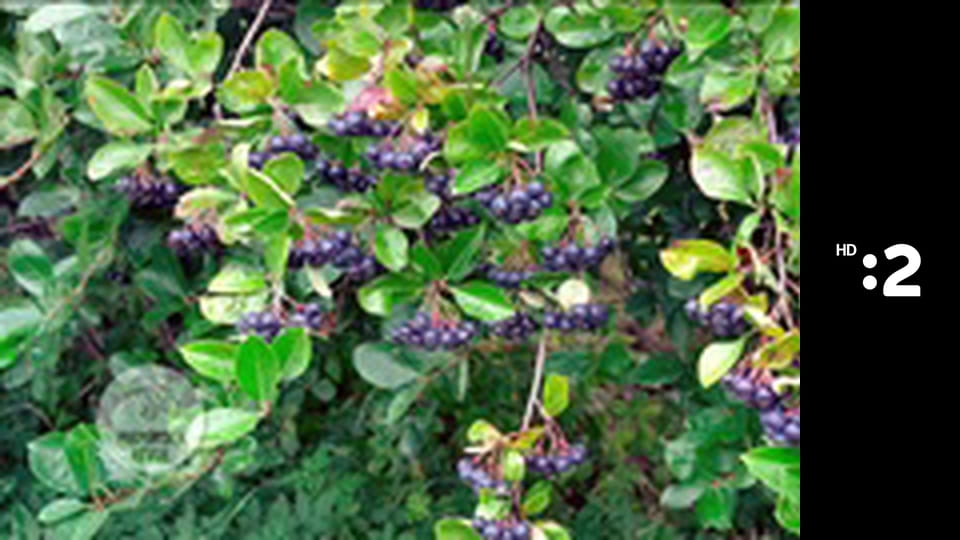 Herbárium E16 - Chmeľ