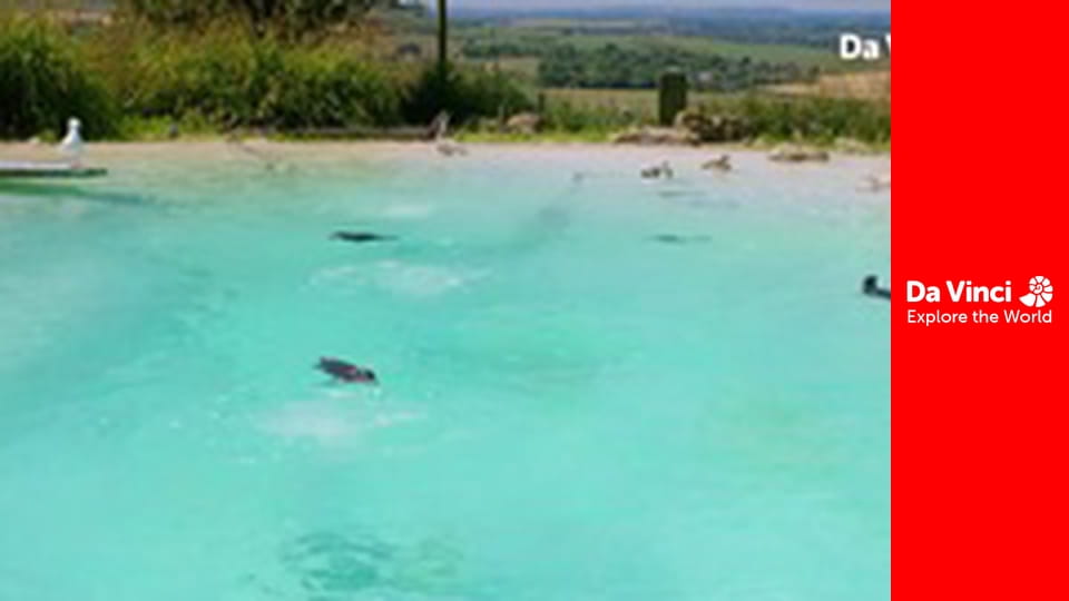 А ти знаєш? - Медді, зоопарк і ви - Як ми рухаємося?