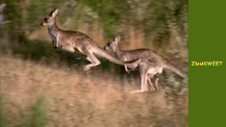 Wild Animals - episode 4