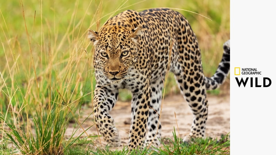 Хищник против добычи S1E2 - Гепард