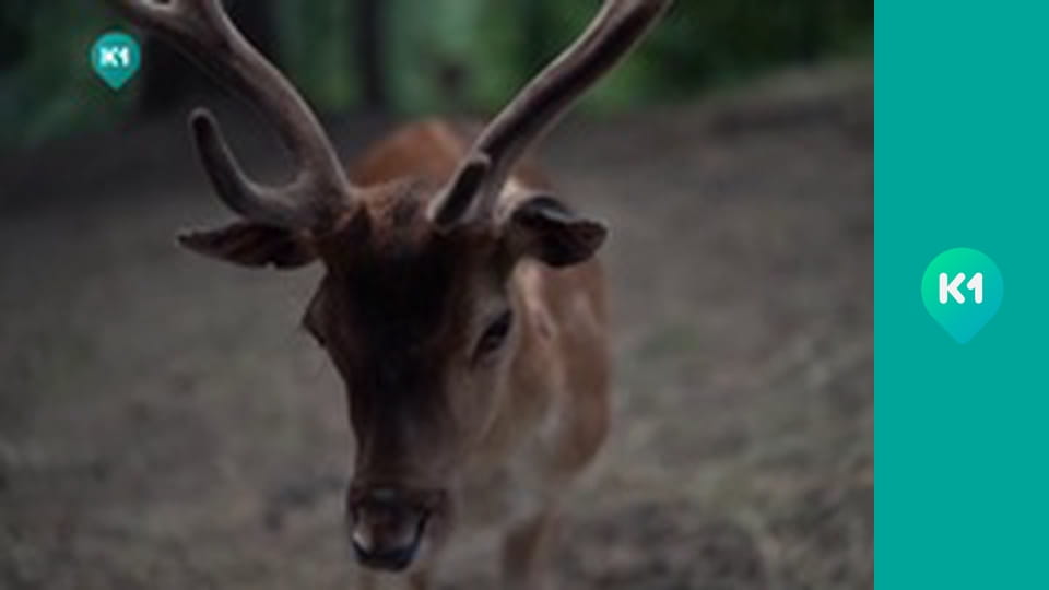 "Пригоди з Яною Метьолкіною".