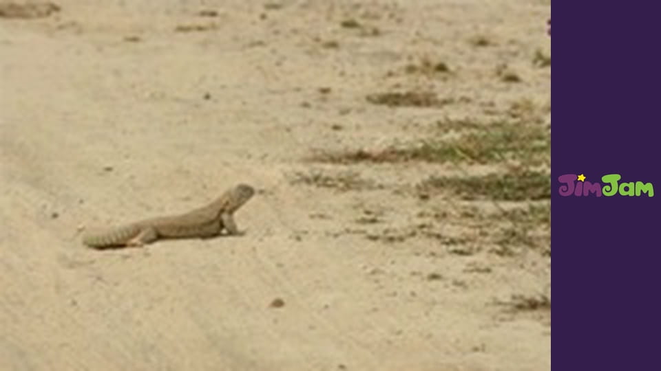 Leo the Wildlife Ranger S3E34 - The Big Flat Fish