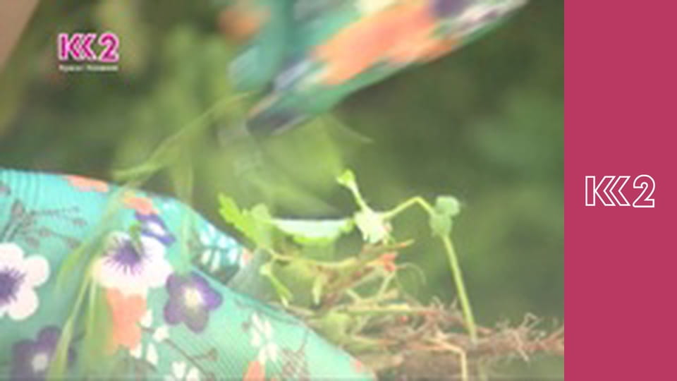 Шість соток S1E9