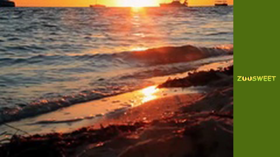 Мои друзья животные. Подводная миссия - серия 15