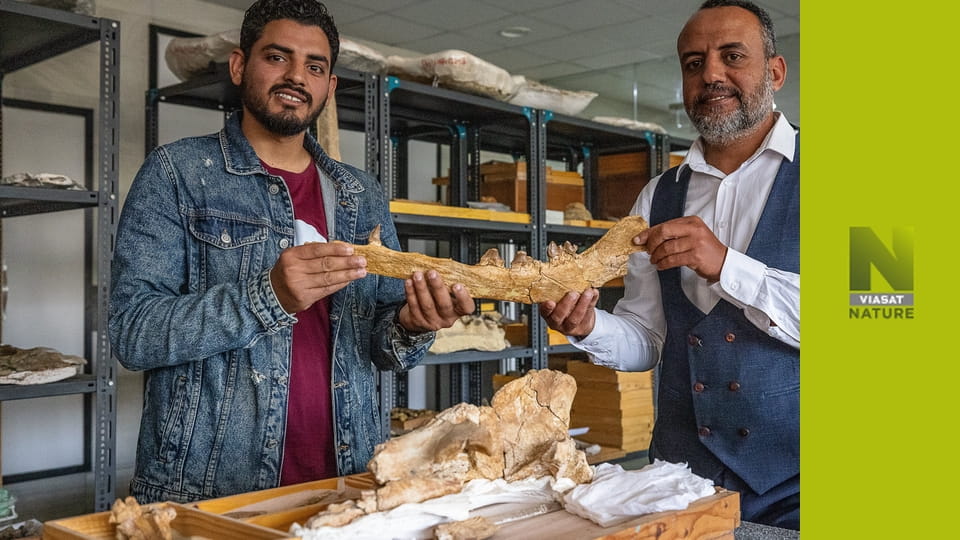 Єгипетська таємна долина китів