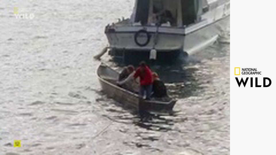 Deset nejnebezpečnějších hadů S3E2 - Brazílie