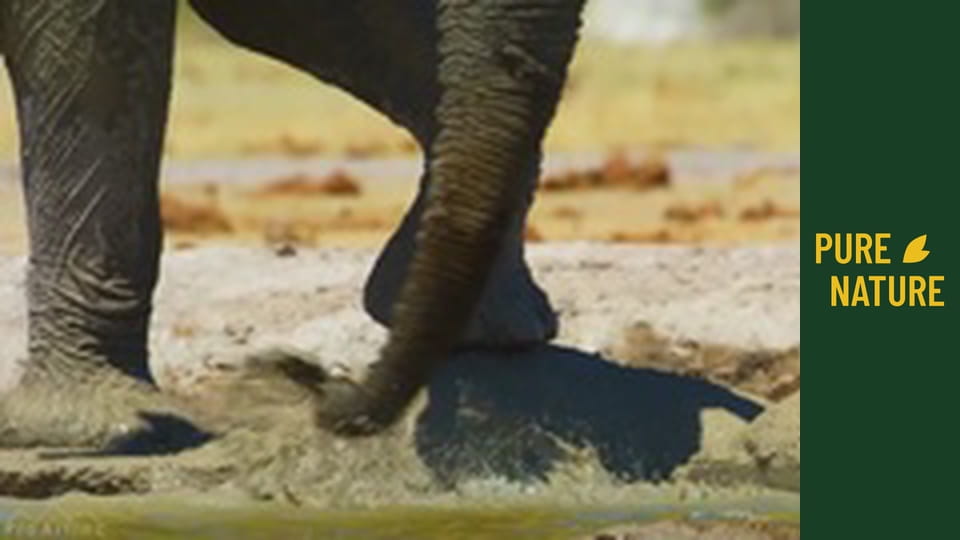 African wildlife: ELEPHANTS Part 2