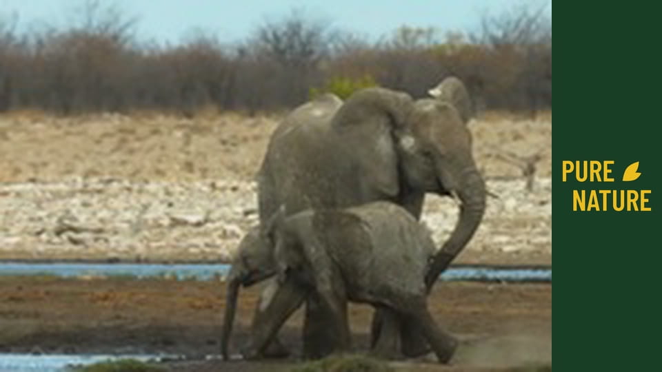 Afrykańska przyroda: Słonie - część 2