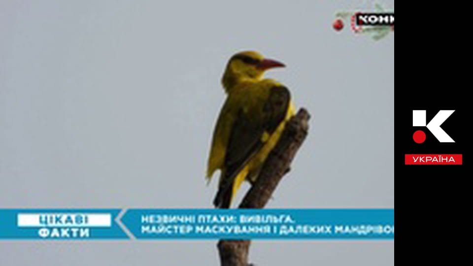 Цікаві факти.