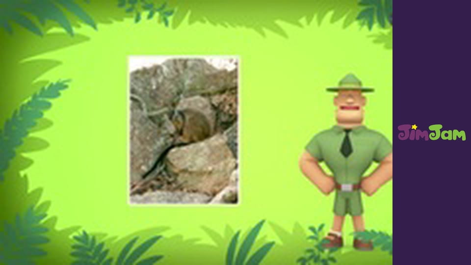 Leo the Wildlife Ranger S1E44 - THE INDIAN STAR TORTOISE