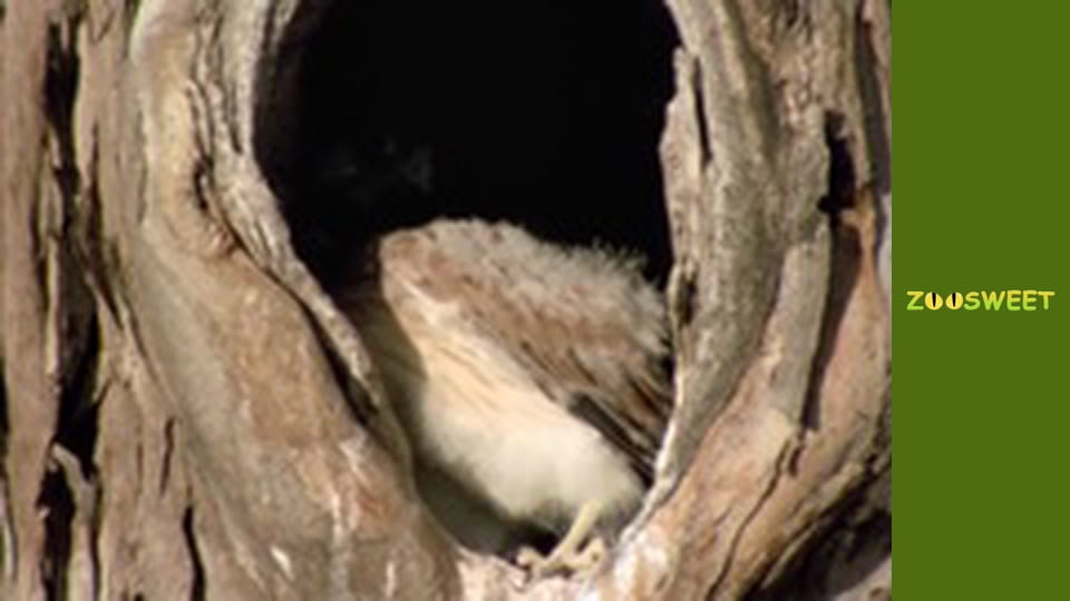 Моі друзі тварини. Малюки - серія 16