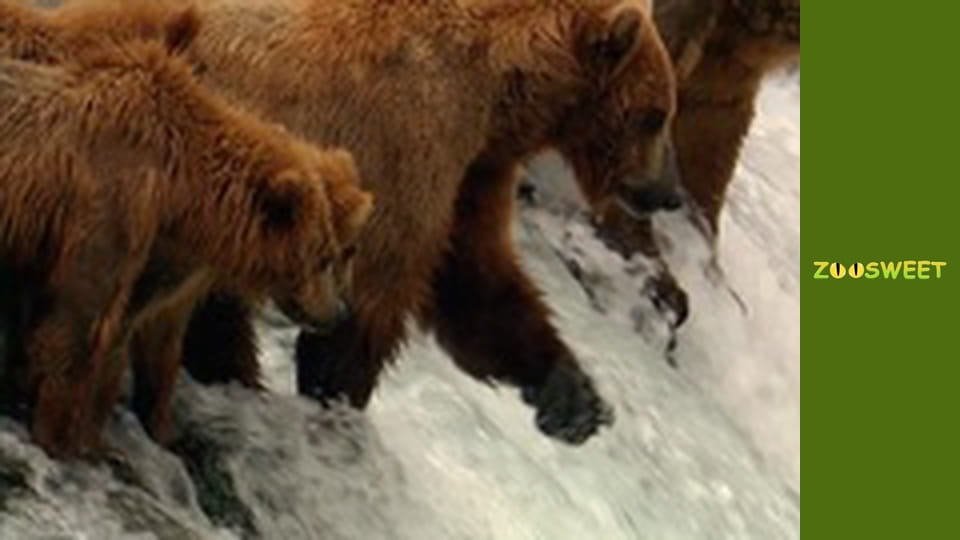 Wild Animals - episode 1