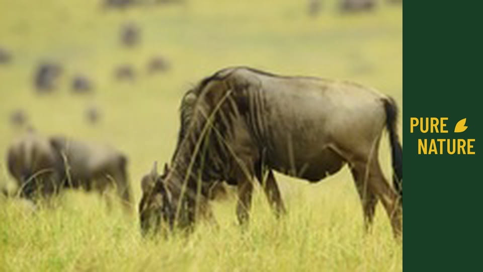 Afrykańska przyroda: Wielka Migracja z Serengeti do Maasai Mara w Kenii