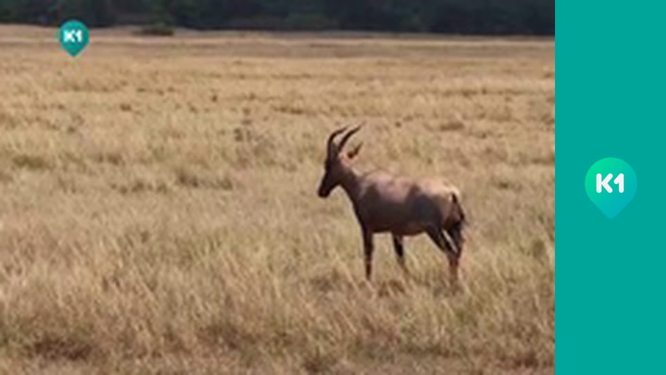 "Світ_огляд з Машею Себовою".
