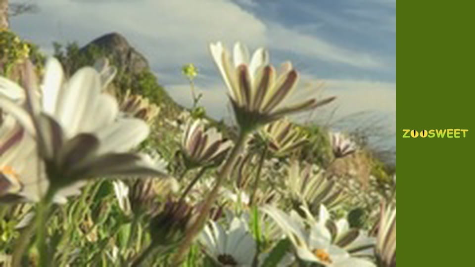 Сіяйа, Сезон 3, Випуск 1