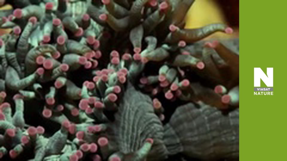 Планета Великий Барʼєрний риф - Воскресіння Рифа