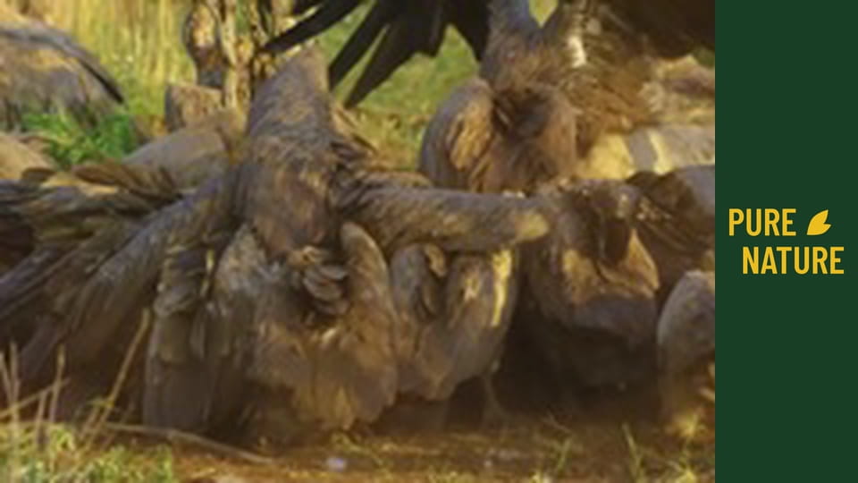 African Wildlife: Amazing Animals