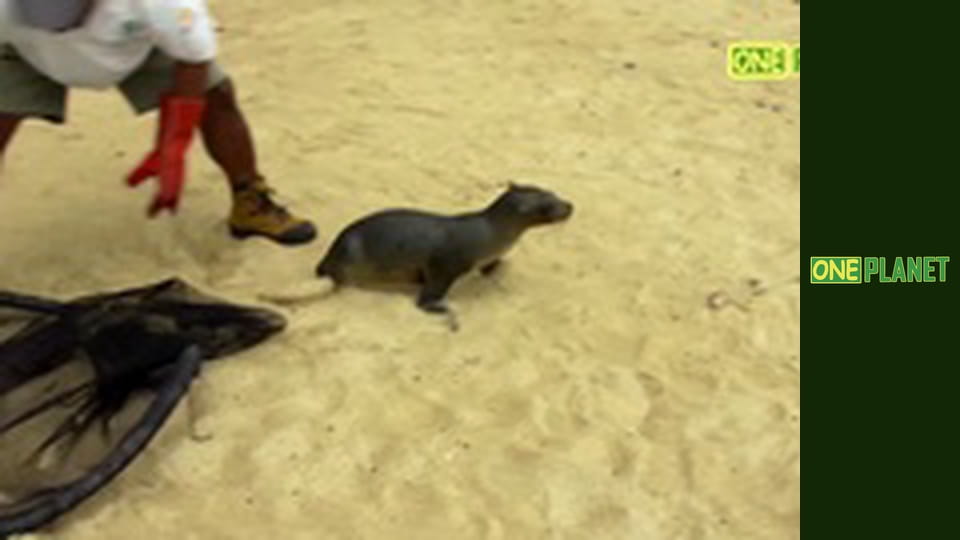 Дивовижне поруч, 4 еп.