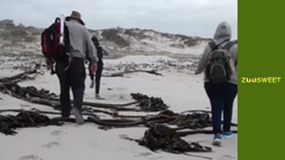 Сіяйа, Сезон 3, Випуск 2