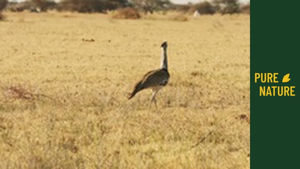 Amazing African birds - part 2