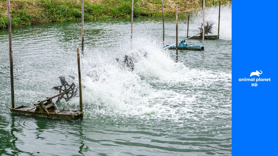 Операция "Спасение дома" S3E9 - Пепелище