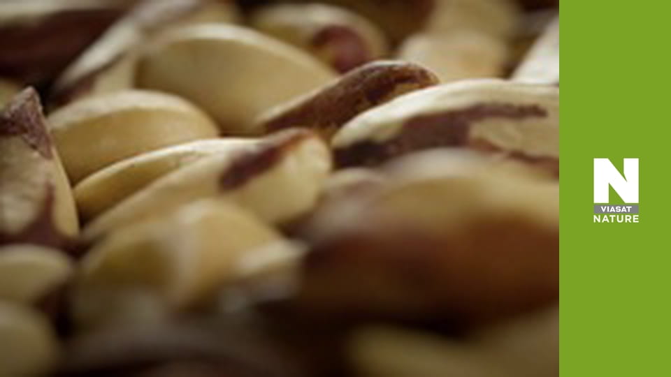 Витоки життя - Міцний горішок