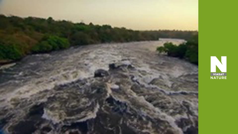 Nile: The Ultimate River - Wild Waters