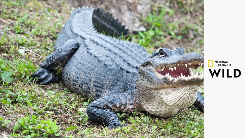 Нашествие питонов